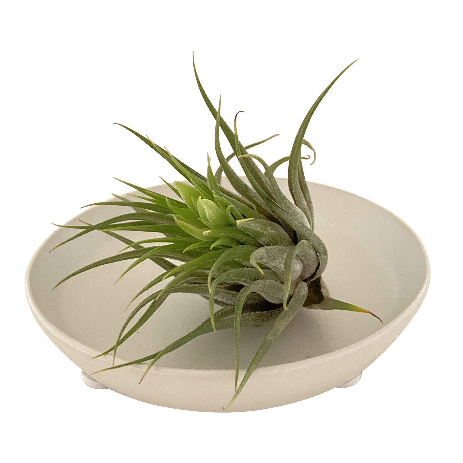 Amazon｜花のギフト社 エアプランツ ティランジア 皿付き 観葉植物